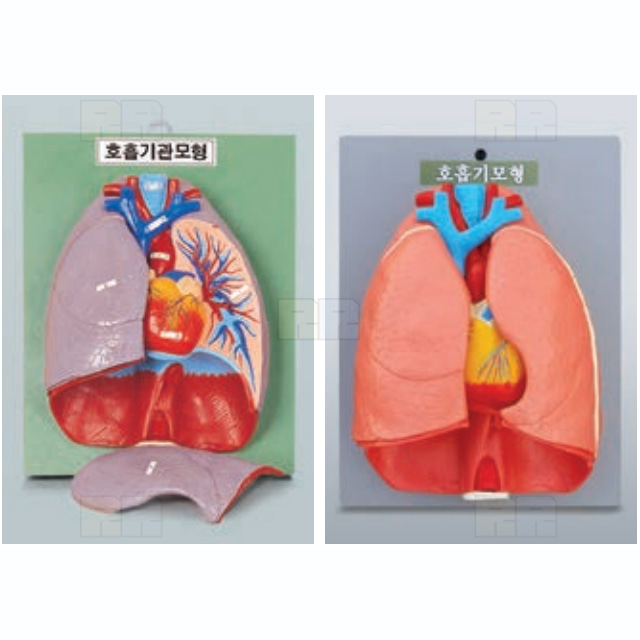 호흡기관모형