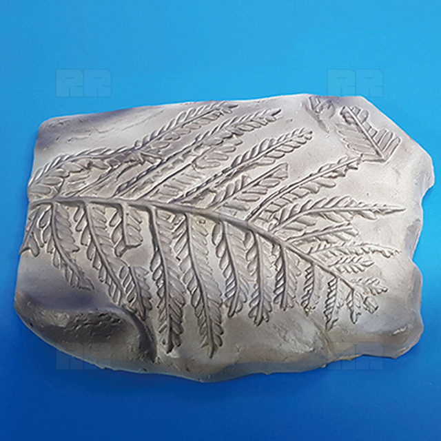 고사리 화석모형