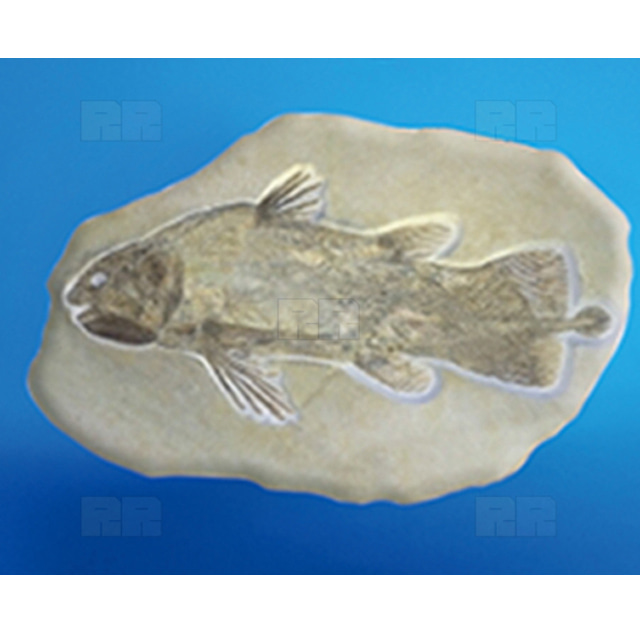 물고기 화석모형