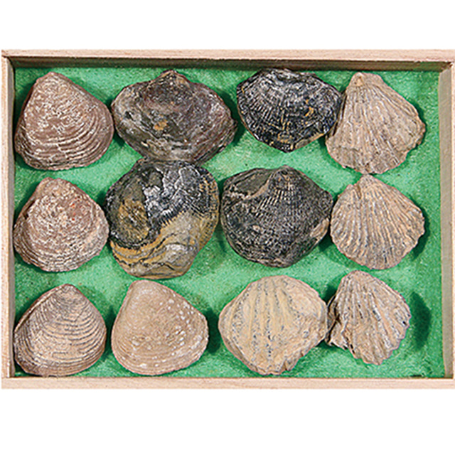 (KSIC-5253)조개 12종 화석표본