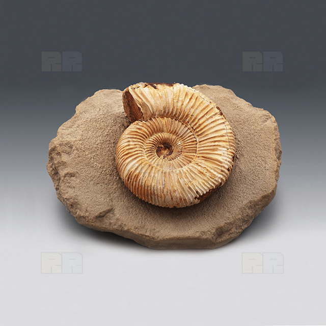 암모나이트 전시용화석 (Ammonite)