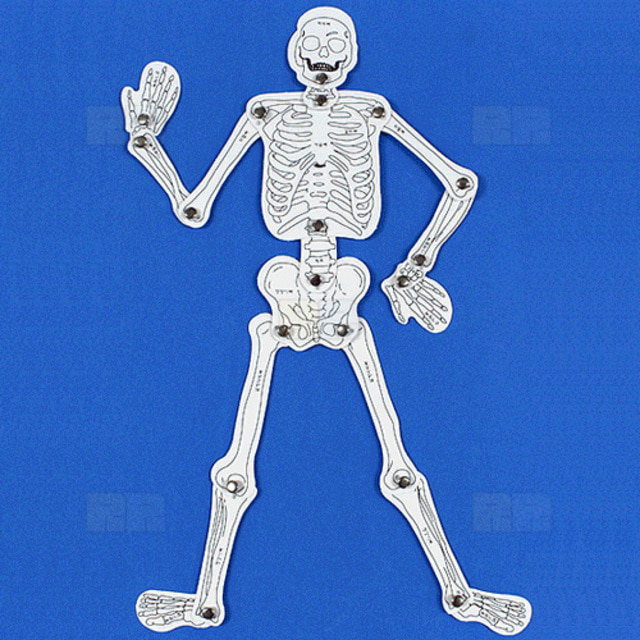 인체골격 만들기(우리몸의 뼈구조)(10인 세트)