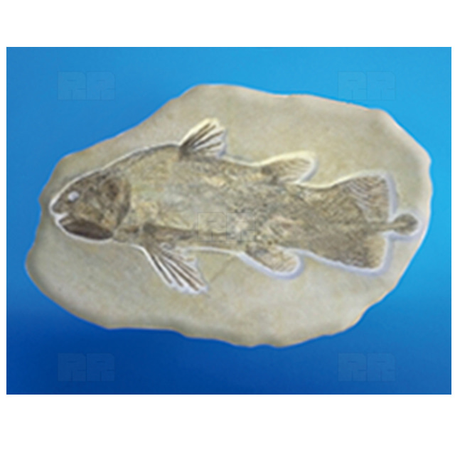 물고기 화석모형