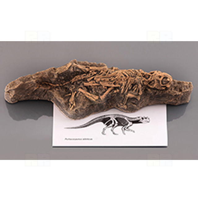 아기공룡 전시용화석 (Psittacosaurus)