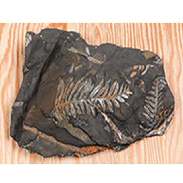 고사리화석 (Madullosa 전시용화석)