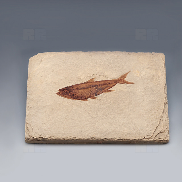 물고기화석 (BonyFish 와이오밍전시용화석)