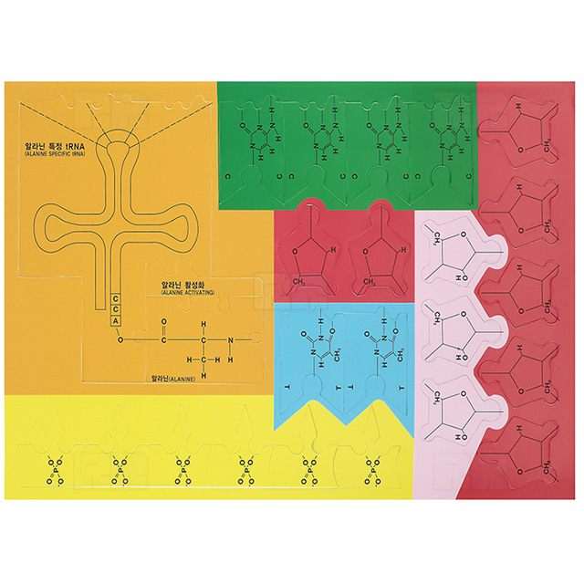 DNA부터 RNA 단백질합성 퍼즐 세트 (A형)