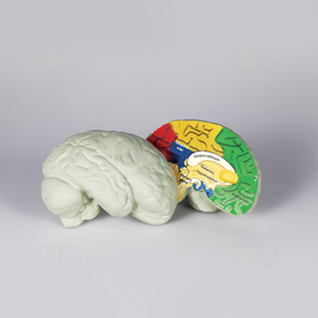 뇌의 구조모형 (단면)