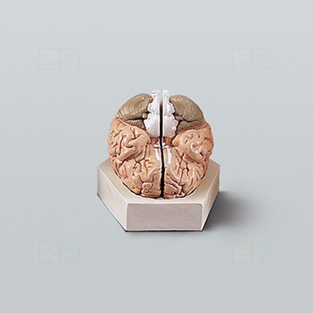 뇌의 구조모형 A형 (기본형)