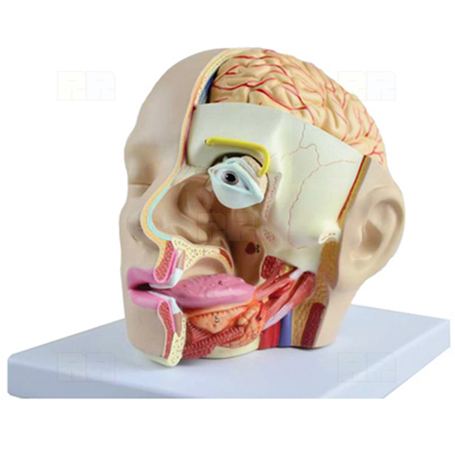 인체 감각기관 모형 (분리조립식)