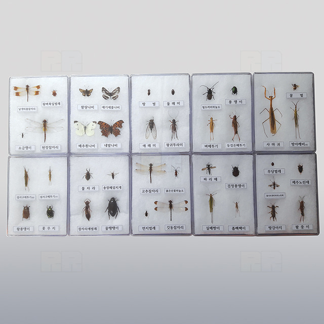 곤충표본 40종 (아크릴케이스)