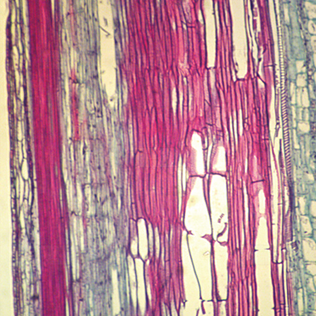 해바라기줄기 종단 (쌍떡잎) 프레파라트