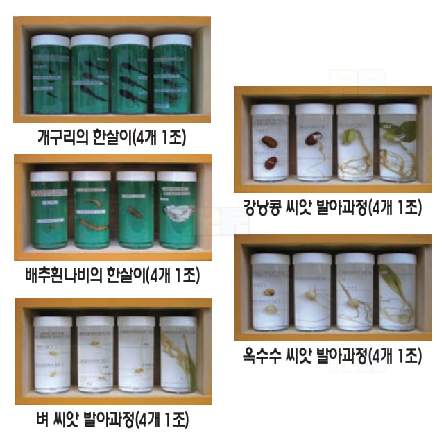 아크릴표본 강낭콩 씨앗 발아과정 (4개1조)