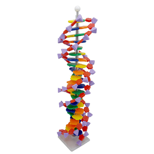 DNA모형세트(분해조립식) 22염기
