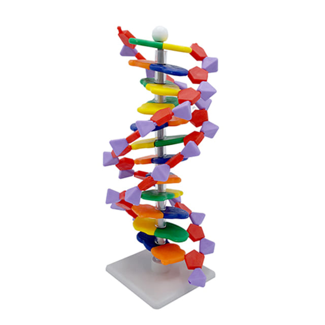 DNA모형세트(분해조립식) 12염기