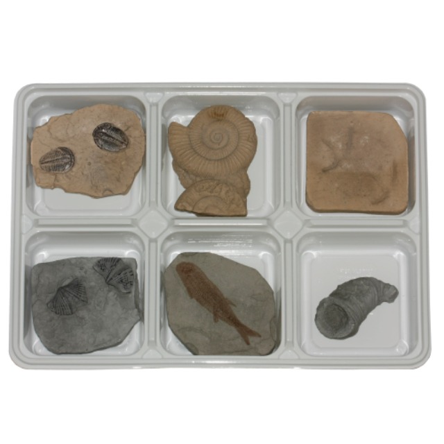 화석이야기 교과서에 나오는 동물화석 6종
