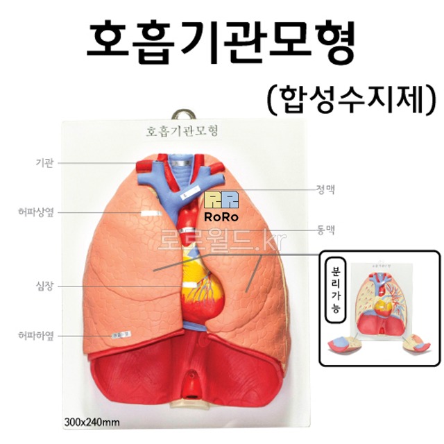 호흡기관모형 호흡계구조