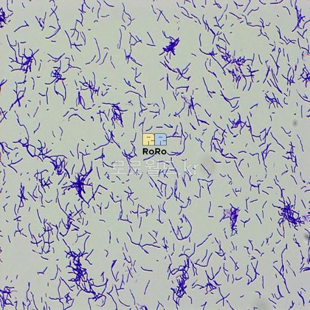 간균 (Gram Positive-Bacillus) 슬라이드 프레파라트
