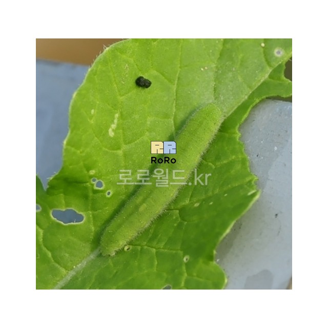 배추흰나비 애벌레 (봄 계절상품)