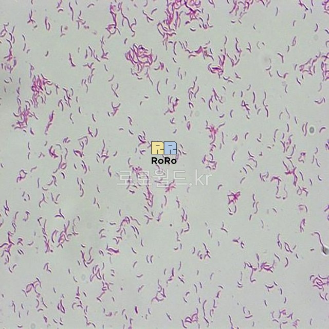 나선균 (Typical Spirillum) 슬라이드 프레파라트