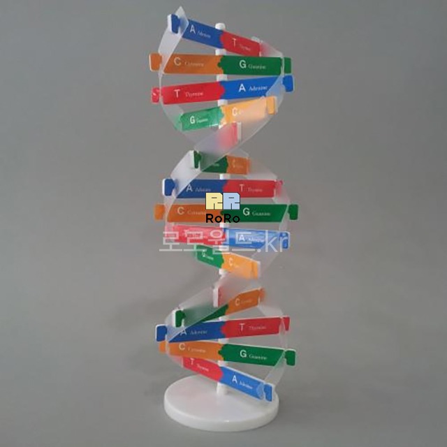 DNA모델제작세트