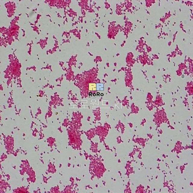 구균 (Coccus) 슬라이드 프레파라트
